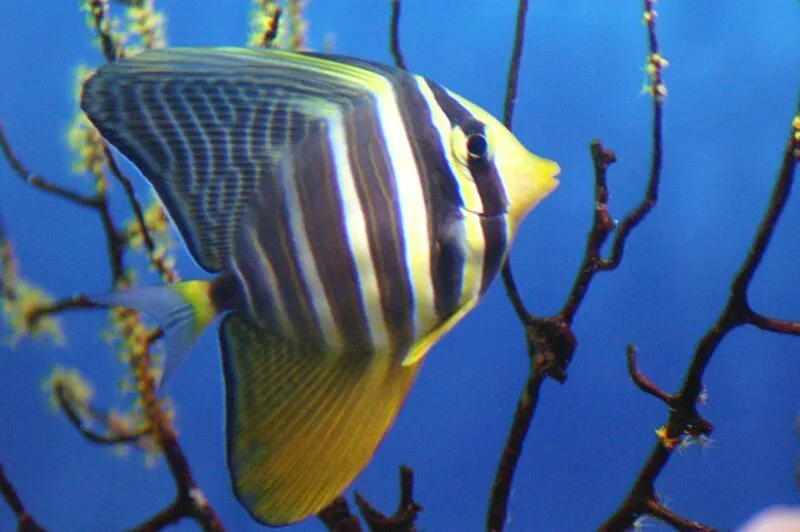 Zebrastribet kirurgfisk (Zebrasoma veliferum) M